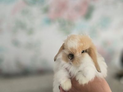 Fuzzy holland lop buck
