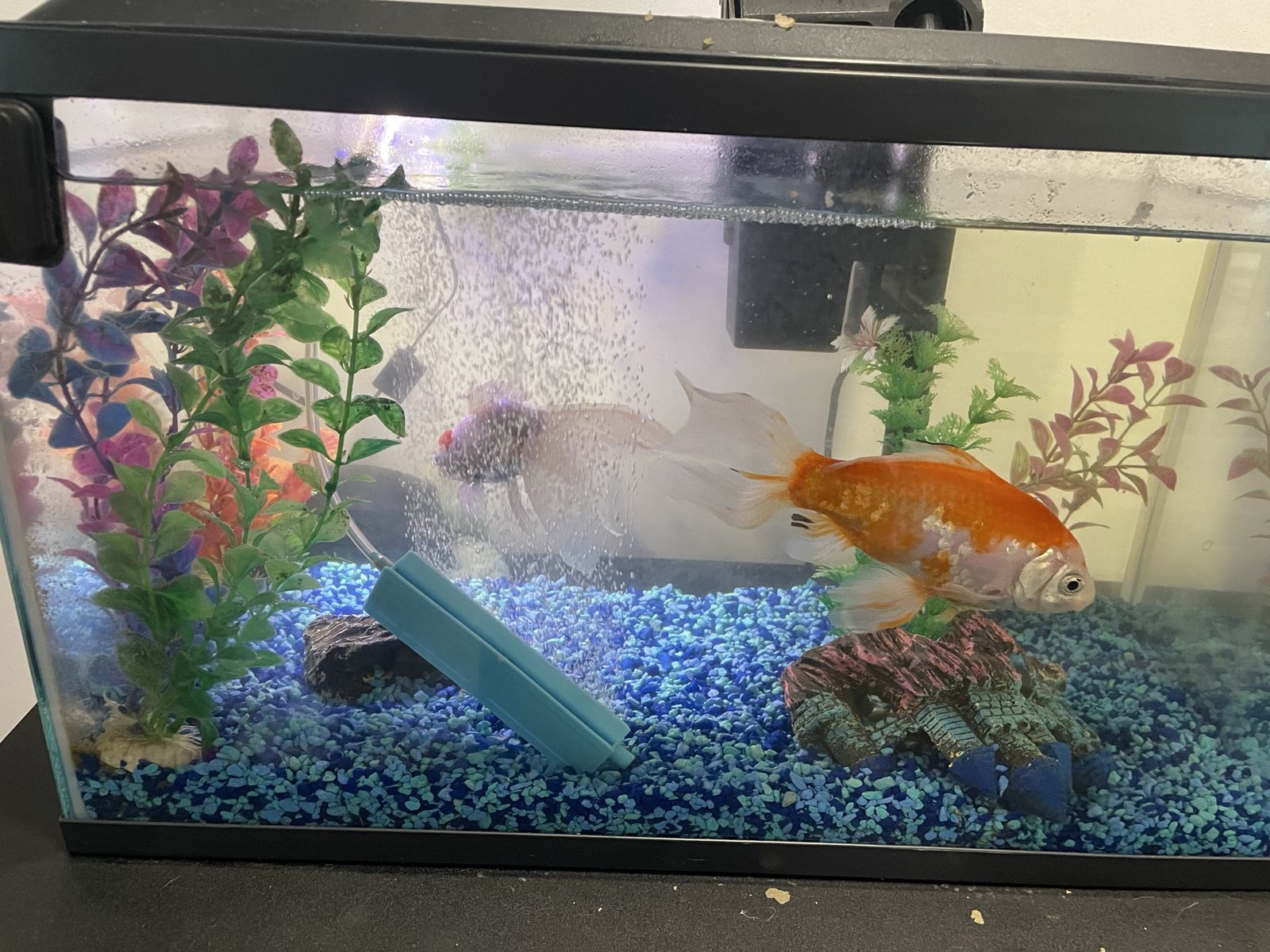 Fish and Tank