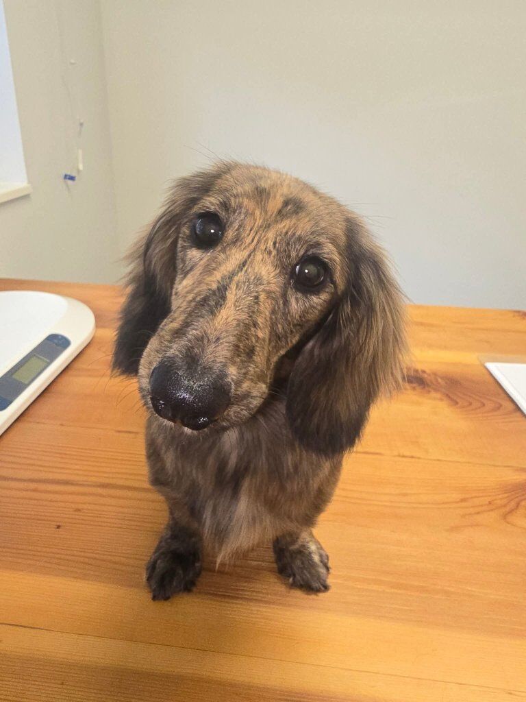 SPAYED Brindle Female Dachshund