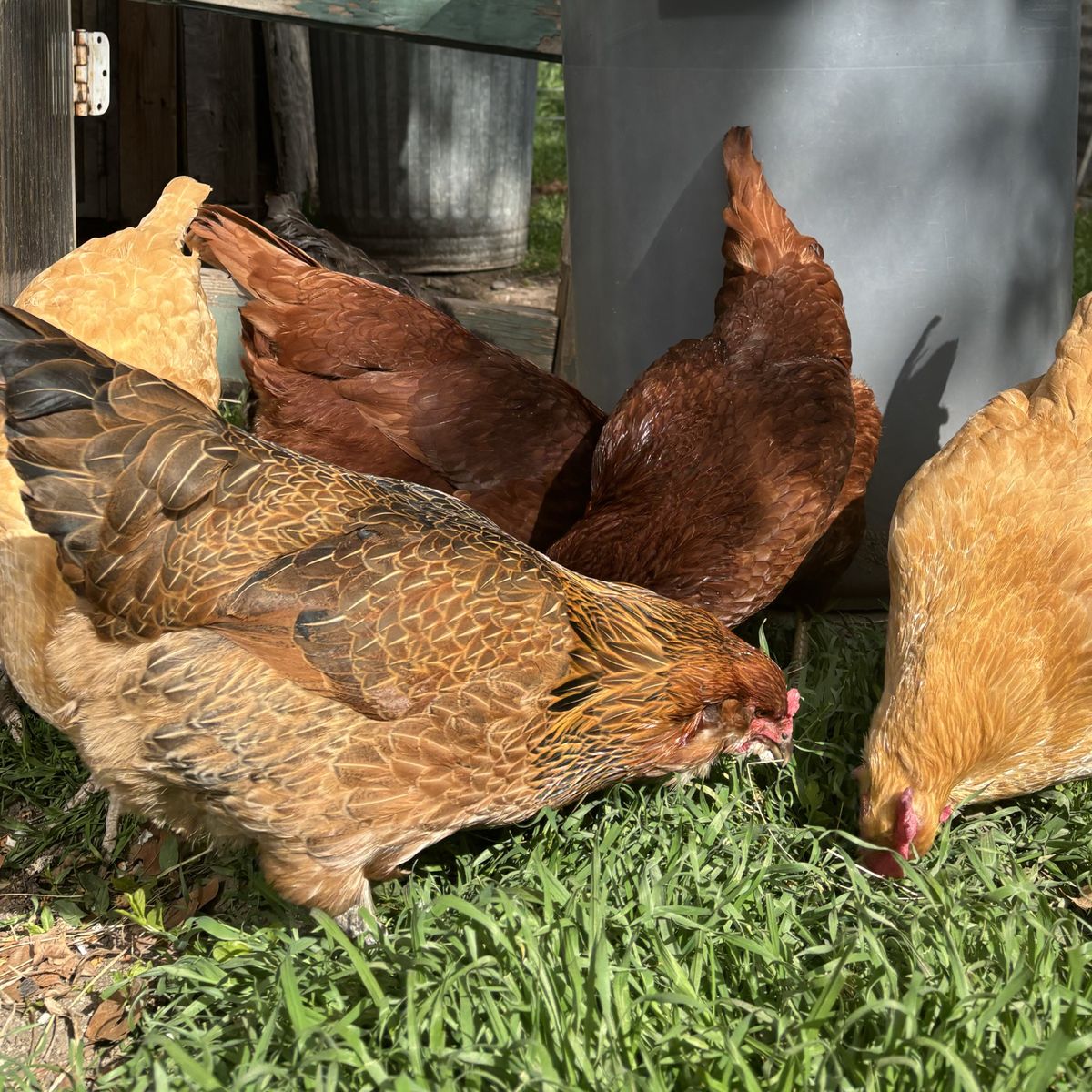 Laying Hens