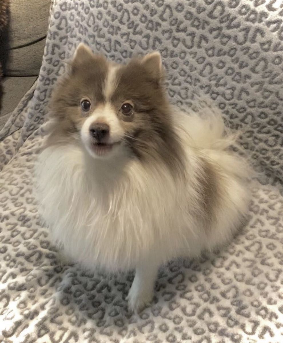 AKC Pomeranian • Dilute Chocolate Parti