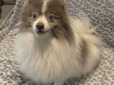 AKC Pomeranian • Dilute Chocolate Parti