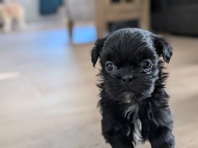 Rare parti shih tzus puppies