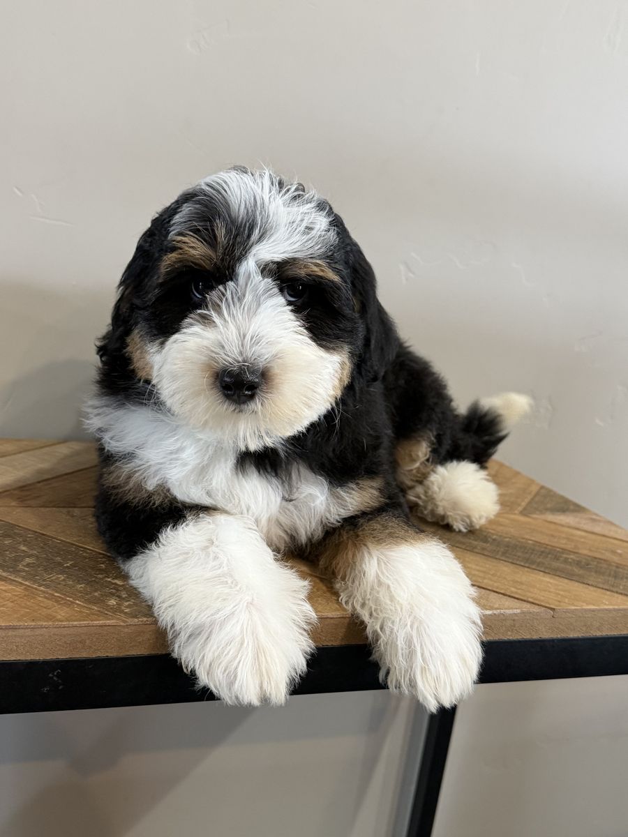 Micro Bernedoodles