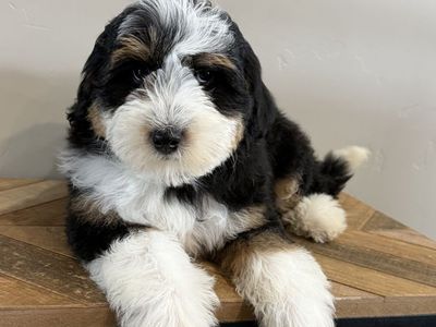 Micro Bernedoodles