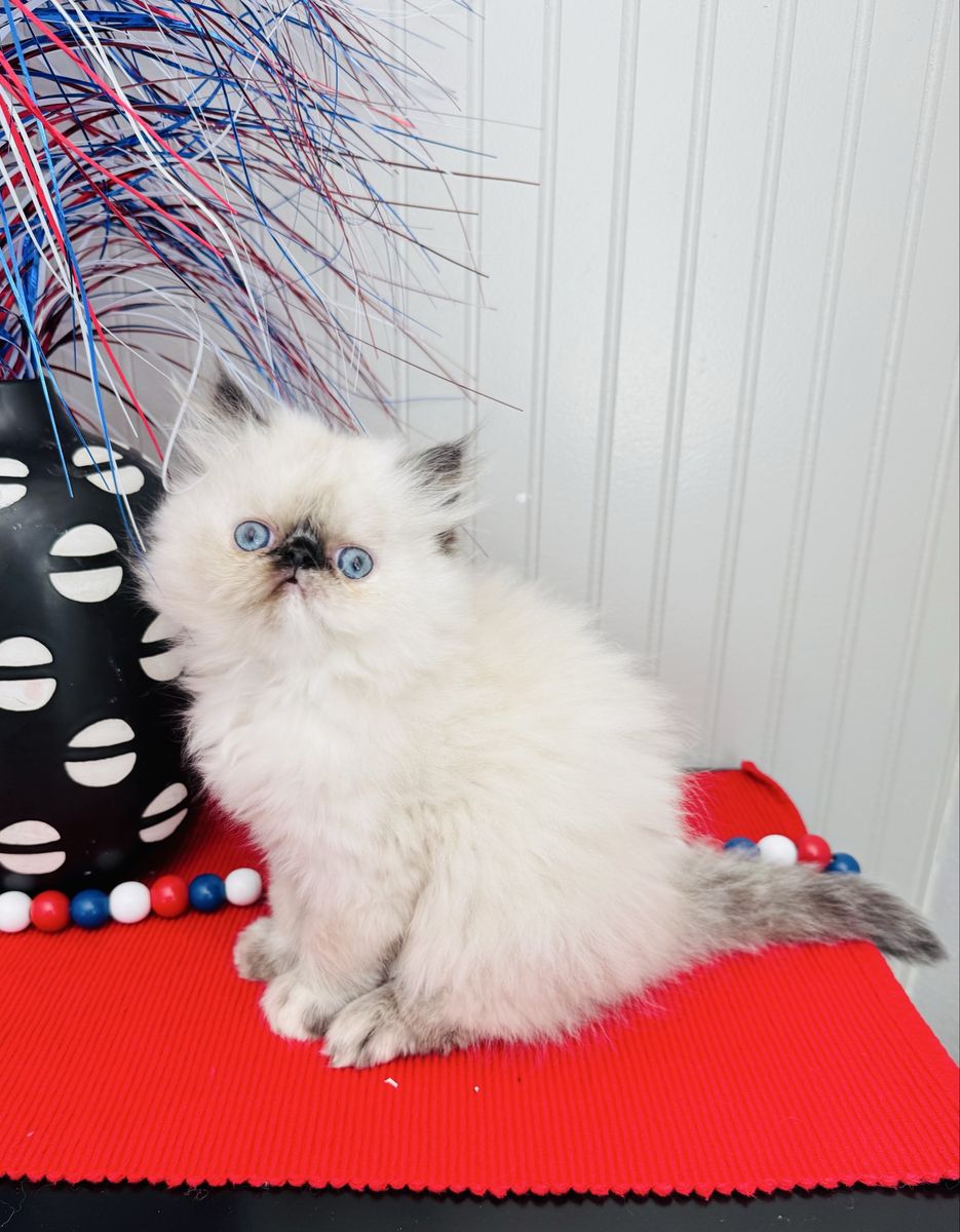 Adorable Purebred Persian Kittens