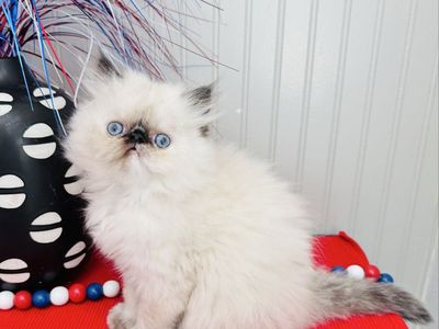 Adorable Purebred Persian Kittens