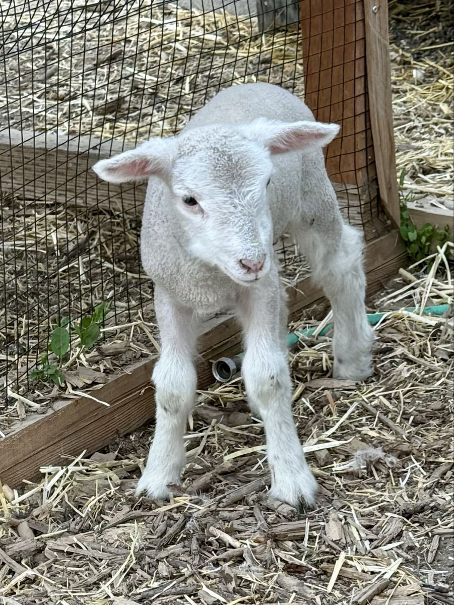 Bottle Baby Lamb