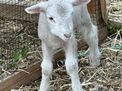 Bottle Baby Lamb