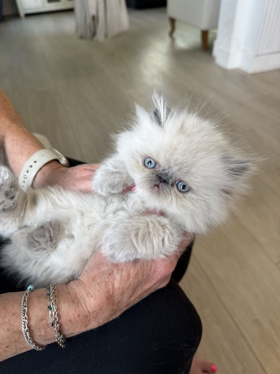 Adorable Purebred Persian Kittens