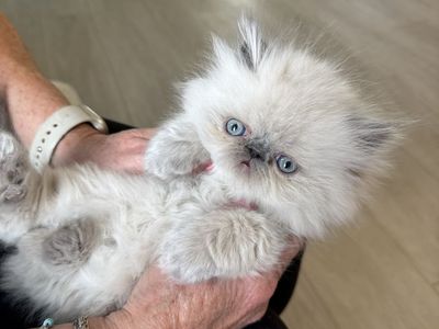 Adorable Purebred Persian Kittens