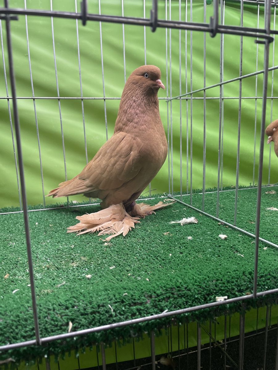West of England Tumbler Pigeons