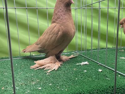 West of England Tumbler Pigeons
