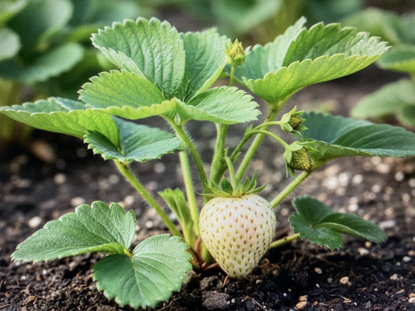 Albion Strawberry Plant