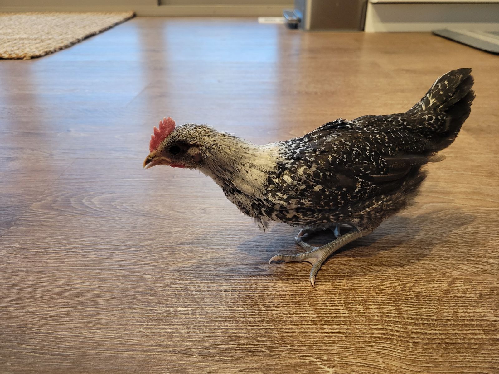 Egyptian Fayoumi Rooster Chick- 6 weeks pld
