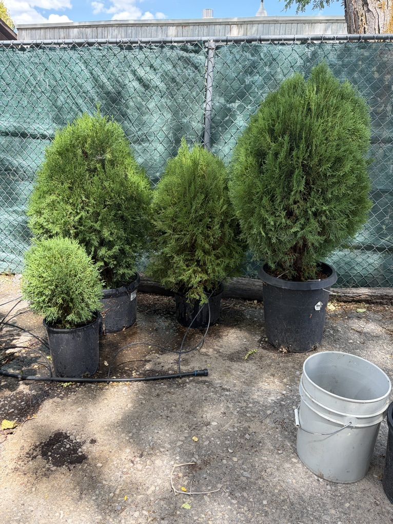 Potted Arborvitae Evergreen Trees