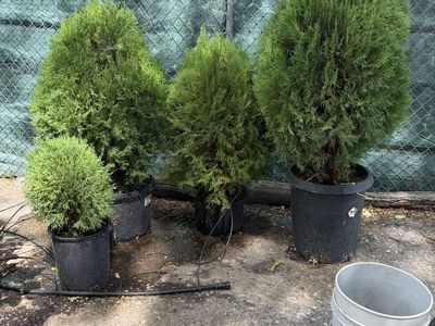 Potted Arborvitae Evergreen Trees