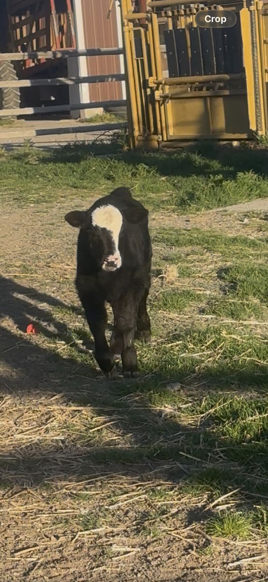 3 Week Old Bottle Bull Calf