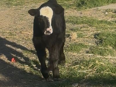 3 Week Old Bottle Bull Calf