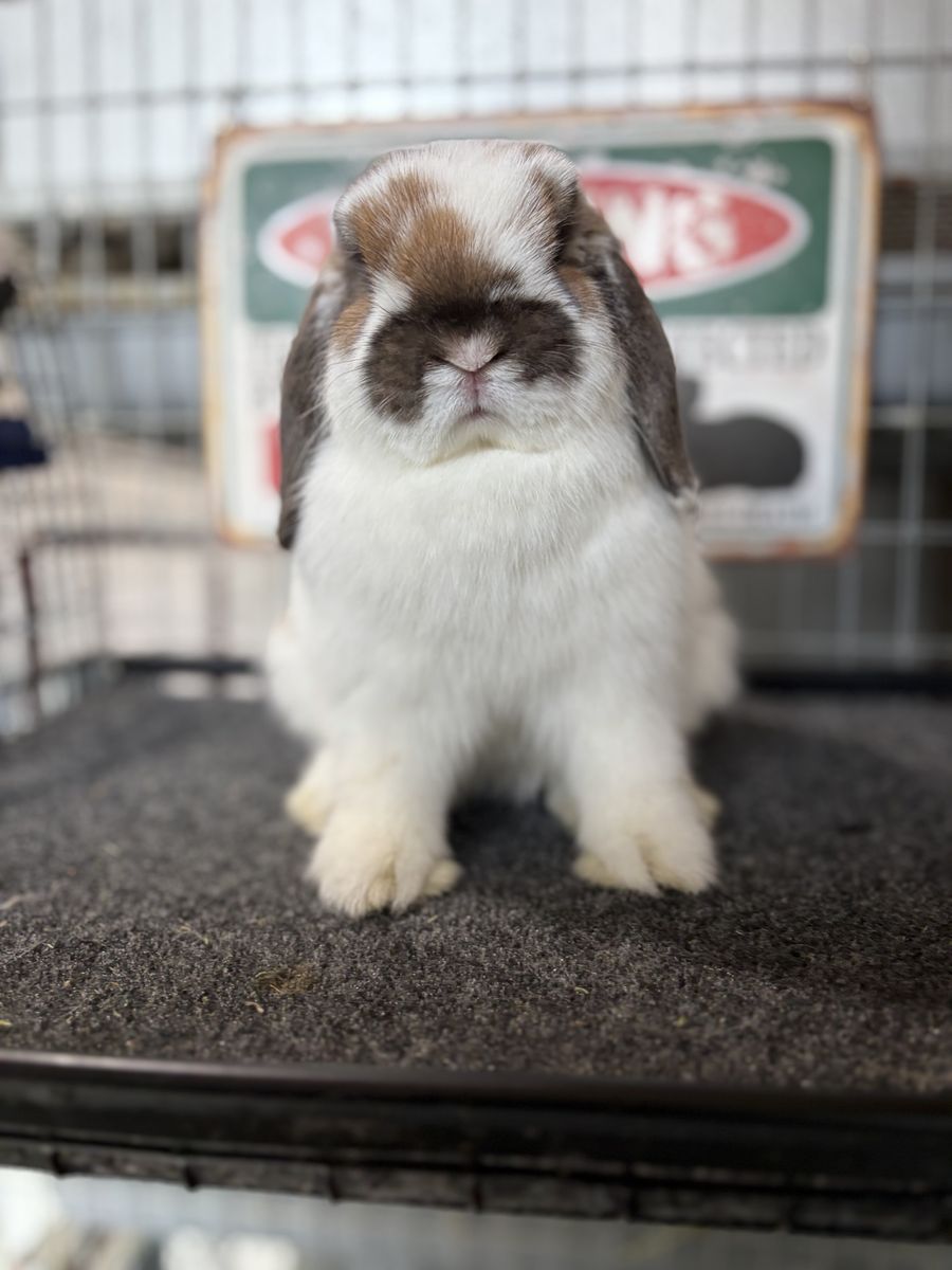 Holland Lops Available