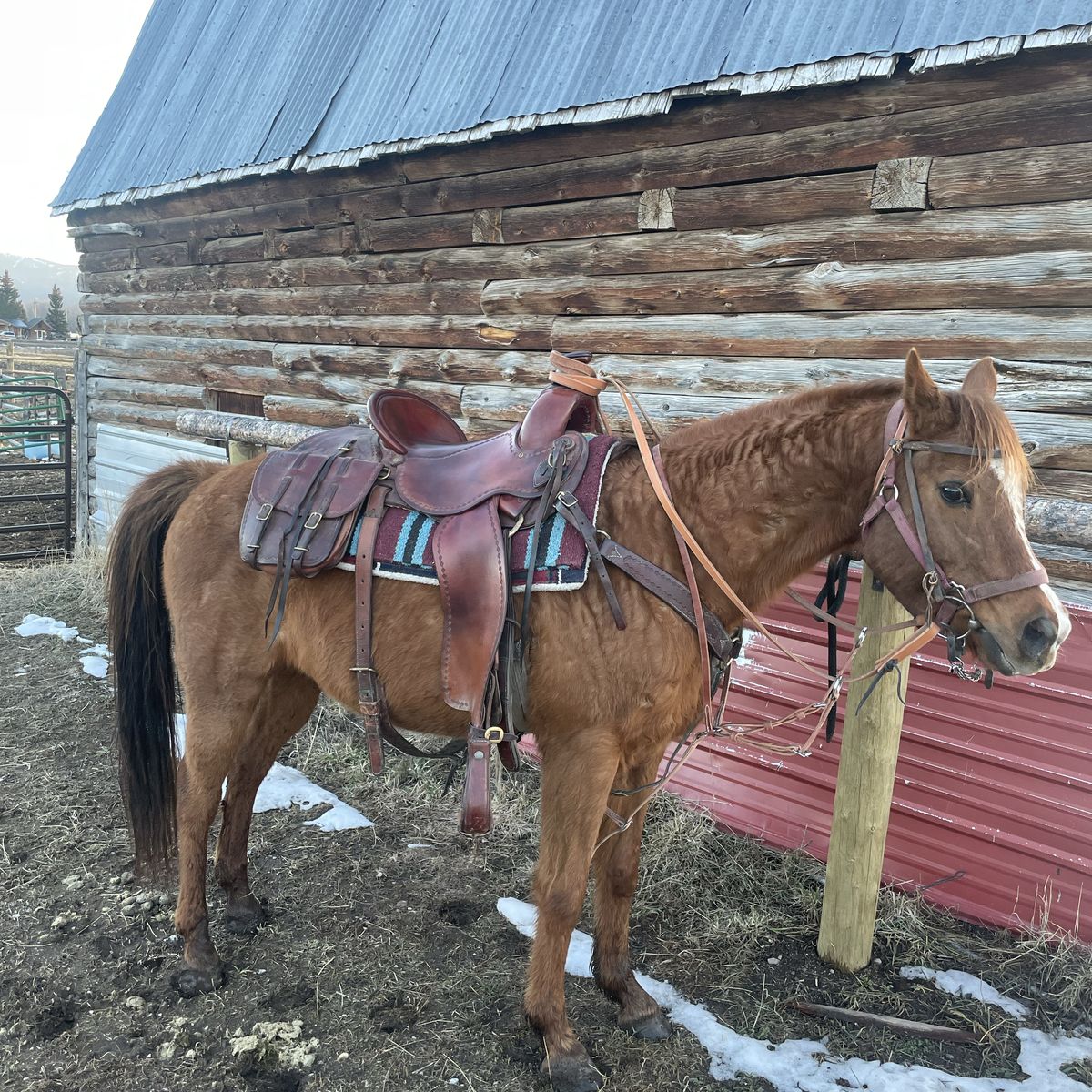 Grade Arabian Gelding