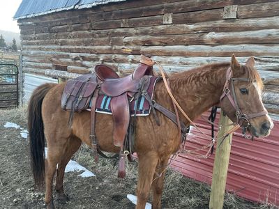 Grade Arabian Gelding
