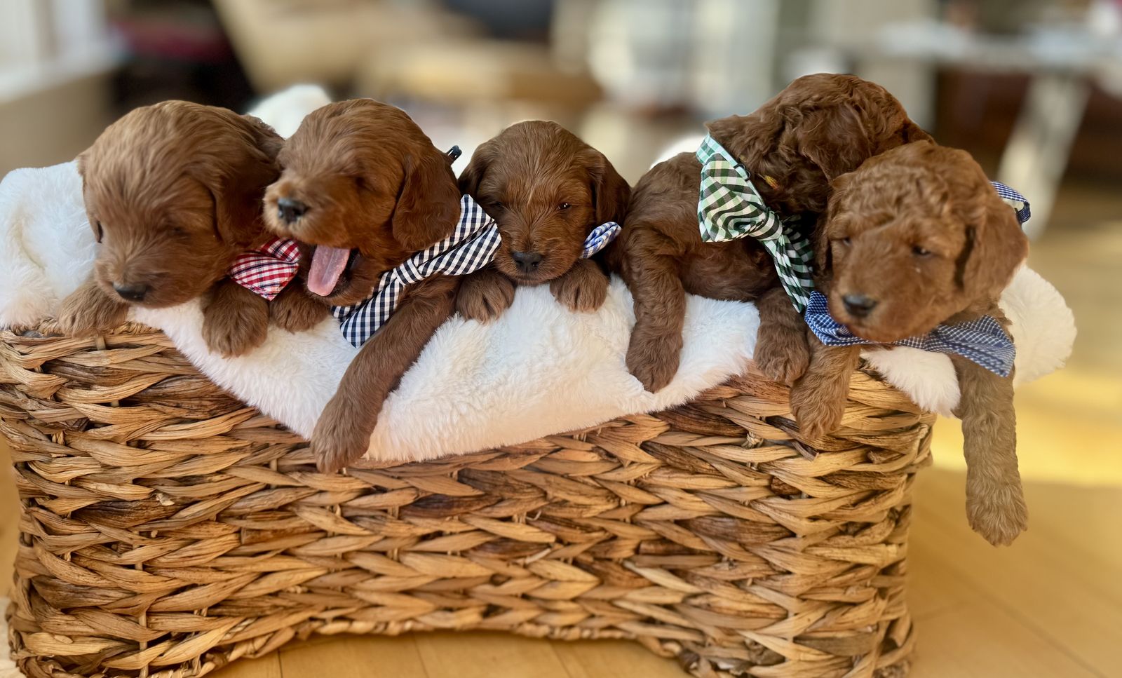 Petite & Mini Multigenerational Goldendoodles Rich Red & Apricot • Ready Now