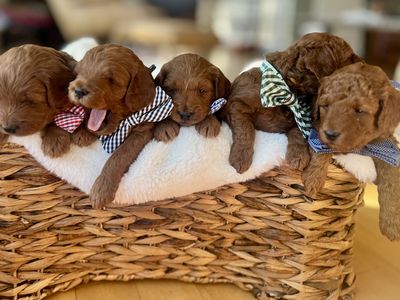Petite & Mini Multigenerational Goldendoodles Rich Red & Apricot • Ready Now
