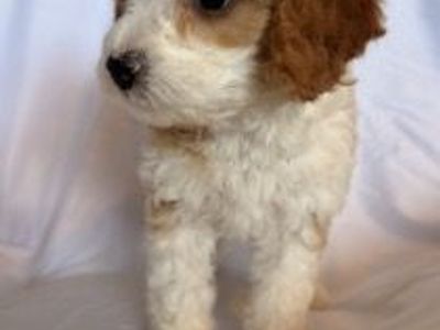 Cavapoo Female puppy
