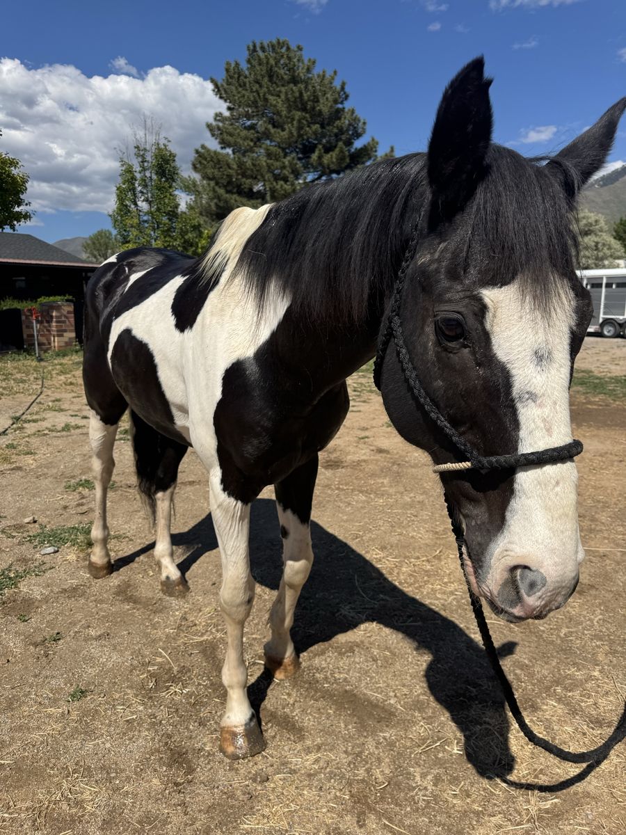 16.2 h 12yo paint gelding!