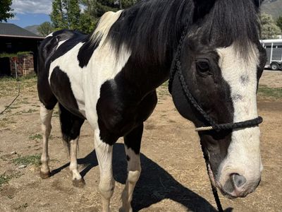 16.2 h 12yo paint gelding!