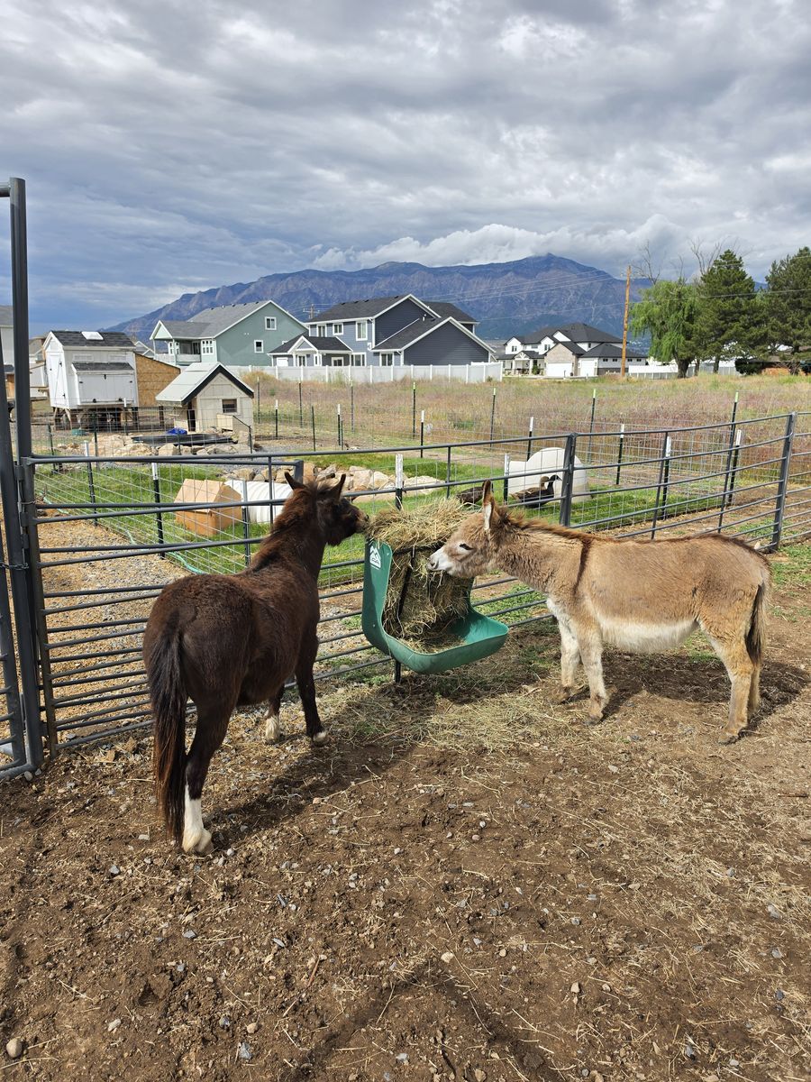 Mini Donkey / Pony (Ponkey)