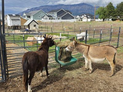 Mini Donkey / Pony (Ponkey)