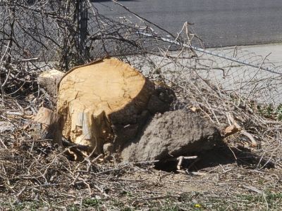 **FREE** Dry Firewood and Kindling