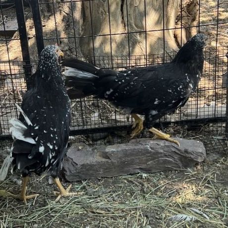 Young Laying Hens