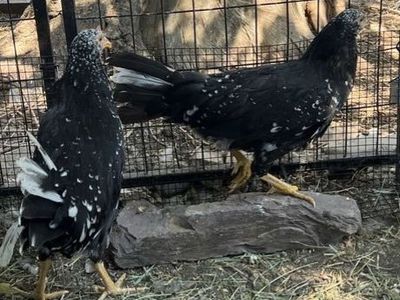 Young Laying Hens