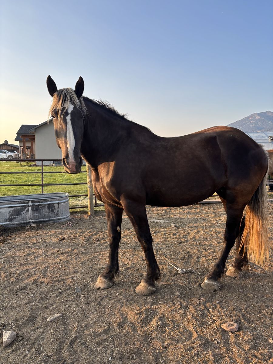 Percheron Belgium Draft Cross mare