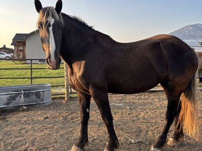 Percheron Belgium Draft Cross mare