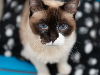 Hello my name is Alaia