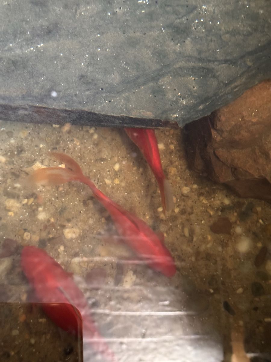Free Goldfish