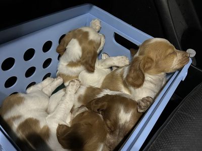 AKC Brittany Puppies
