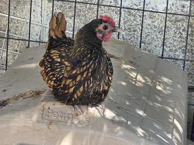 golden sebright roo