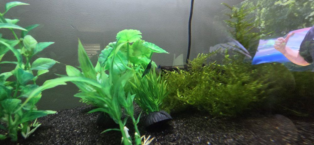 55 gal with stand and fish