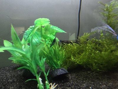 55 gal with stand and fish
