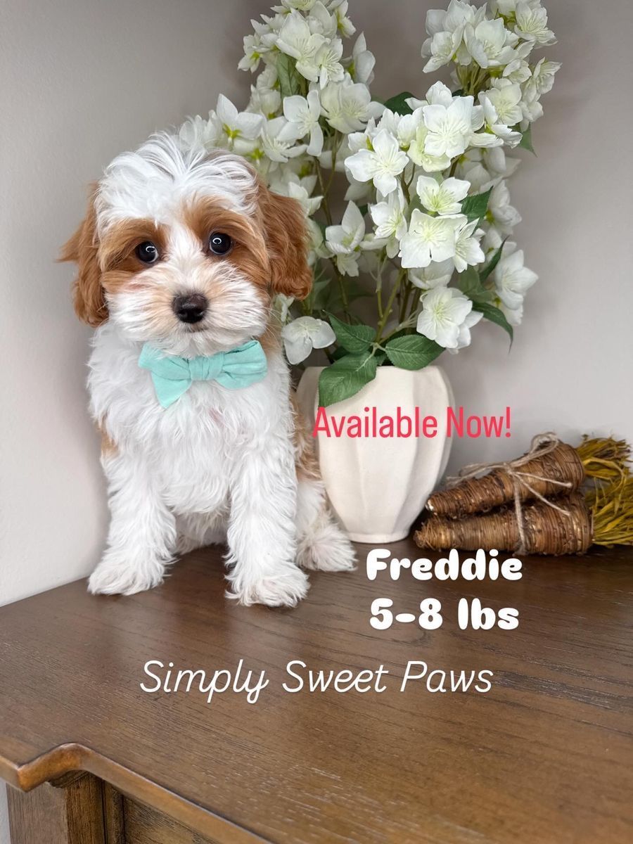 Petite Male Cavapoo
