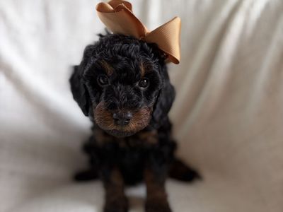 F1bb Mini Goldendoodle Puppies - Available 8/7