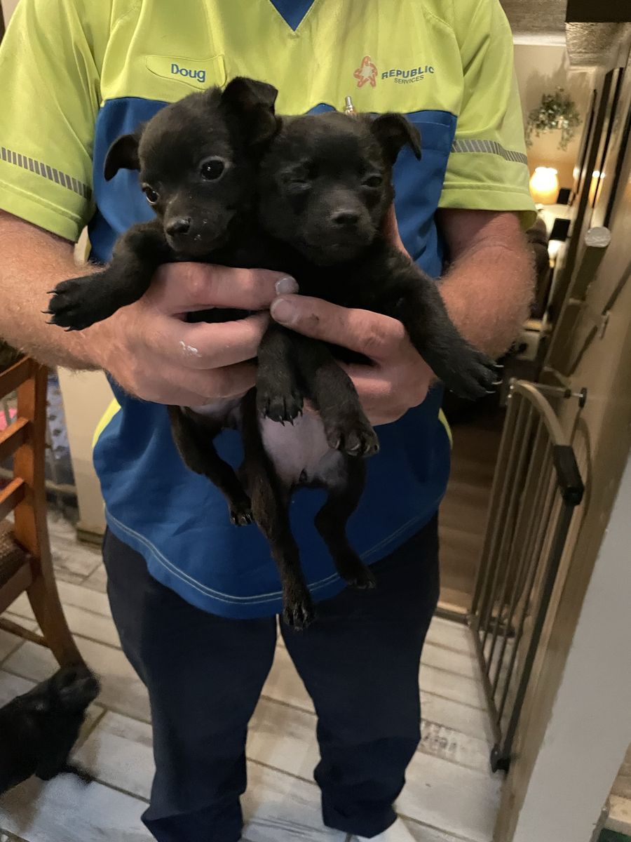 Adorable Black Puppies Looking for Good Homes