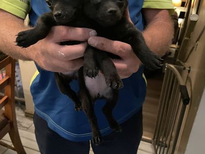 Adorable Black Puppies Looking for Good Homes