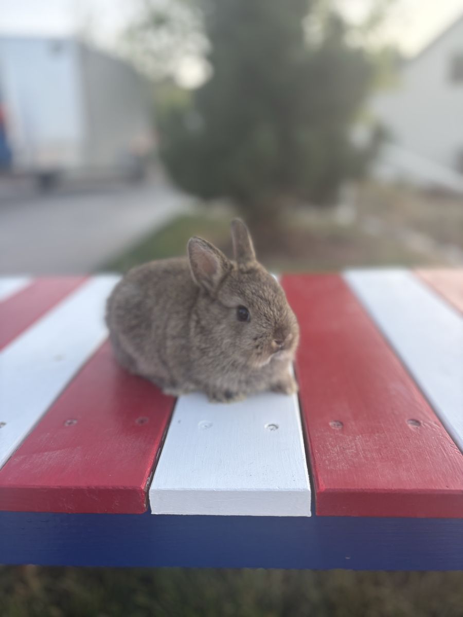 Adorable Netherland dwarf boy for Sale - Great Family Pet