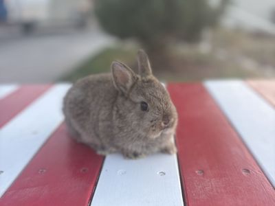 Adorable Netherland dwarf boy for Sale - Great Family Pet